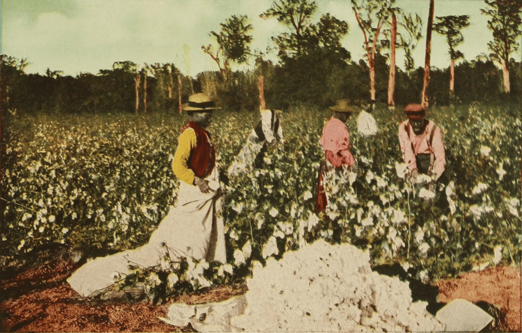 1913 photo: African Americans picking cotton on a plantatio