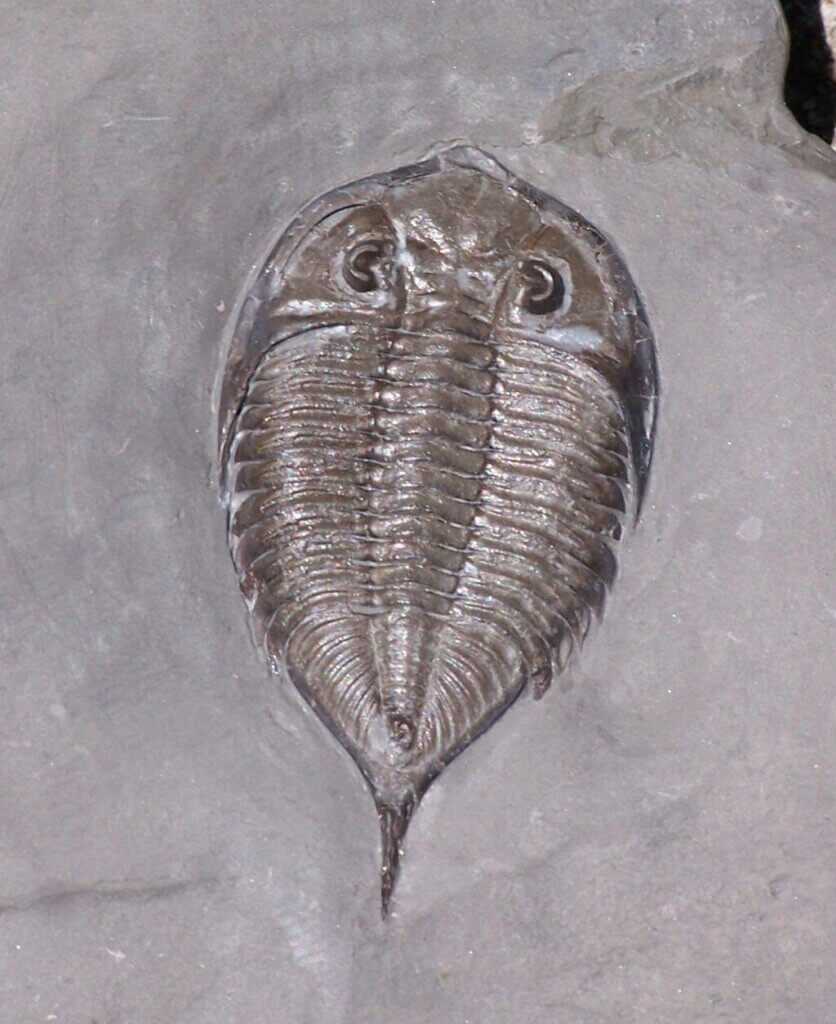 Picture of a fossil trilobite of the species Dalmanites limulurus. From Silurian age strata of New York (USA).