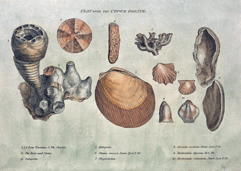 Engraving from William Smith's 1815 monograph on identifying strata by fossils